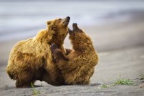 Dois ursos castanhos — Fotografia de Stock