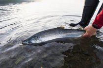 Pesca per Salmo argento — Foto stock