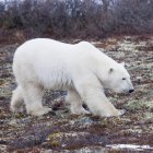 Polar Bear  Walking — Stock Photo