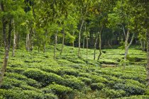Plantação de chá; Sylhet, Bangladesh — Fotografia de Stock