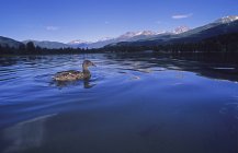 Pato flota en el agua del lago - foto de stock