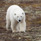 Polar Bear Walking On Tundra — Stock Photo