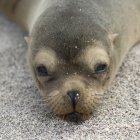 Fur Seal laying on ground — Stock Photo