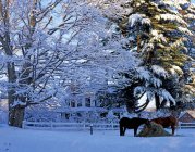 Лошади в зимней сцене — стоковое фото