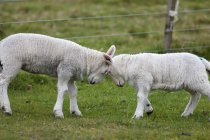 Dos ovejas van cabeza a cabeza - foto de stock