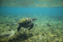 Tortuga marina nada bajo el agua - foto de stock