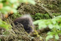 Porcupine Hiding In Tree — Stock Photo