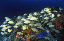 Schwarm tropischer Fische — Stockfoto