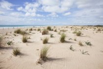 Трава растет в дюнах — стоковое фото