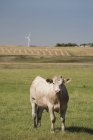 Pastoreio de vacas no campo — Fotografia de Stock