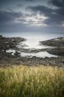 Rock And Tall Grass along the Coast; Curio Bay, South Island, Nueva Zelanda - foto de stock