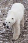 Polar Bear Walking — Stock Photo
