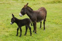 Donkey And Foal — Stock Photo