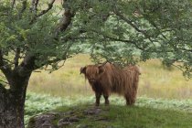 Стоячи Highland великої рогатої худоби — стокове фото