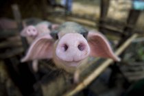 Cerdo hocico en puesto en la granja - foto de stock