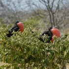 Dos Frigatebirds con bolsas de garganta - foto de stock