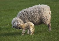 Ovelhas com seu cordeiro — Fotografia de Stock