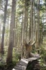 Calçadão de madeira que conduz através da floresta — Fotografia de Stock