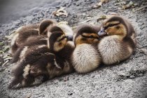 Huddled Malllard Ducklings — Stock Photo