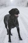 Perro negro en el camino - foto de stock