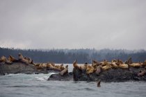 Морские львы — стоковое фото