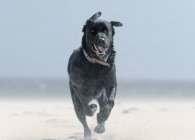 Schwarzer Labrador-Hund läuft Strand hinunter — Stockfoto