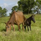 Horse And Foal Grazing — Stock Photo