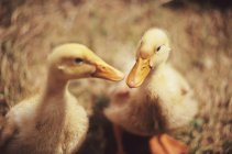 Ducklings Close Up — Stock Photo
