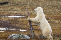 Oso polar se para en las piernas de Hind - foto de stock