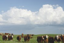Стадо говядины — стоковое фото