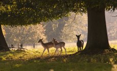 Deer Standing Under Tree — Stock Photo