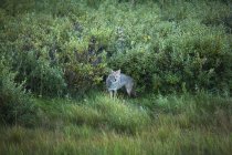 Coyote In Willows Stares — Stock Photo