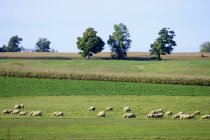 Пасуться вівці в полі трави — стокове фото