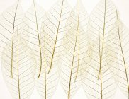Layered transparent leaves — Stock Photo