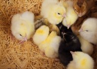 Baby-Hühner im Strohhalm — Stockfoto