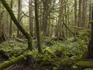 Cathedral Grove, Canada — Foto stock