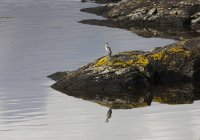 Pájaro se sienta en roca - foto de stock