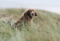 Собака, сидящая в высокой траве — стоковое фото