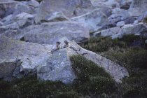 Marmotas em pé na rocha — Fotografia de Stock