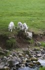 Tres corderos caminando hacia el arroyo - foto de stock