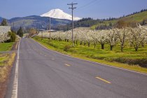 Road Leading Toward Mount Hood — Stock Photo