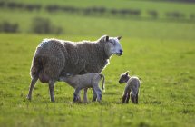 Dos corderos y una oveja - foto de stock