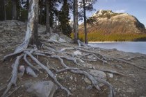 Rive du lac avec des racines d'arbre — Photo de stock