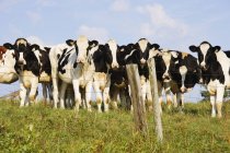 Vista de vacas, Canadá — Fotografia de Stock
