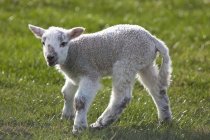 Lamm steht auf Gras — Stockfoto