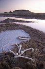 Ossos de animais e sal seco — Fotografia de Stock