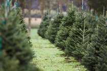 Fattoria dell'albero di Natale; Everson — Foto stock