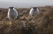 Овцы, стоящие в поле высокой травы — стоковое фото