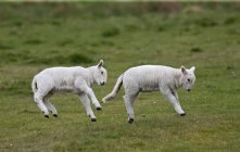 Two Lambs Leaping In The Air — Stock Photo