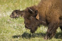 Bison With Calf In Background — Stock Photo
